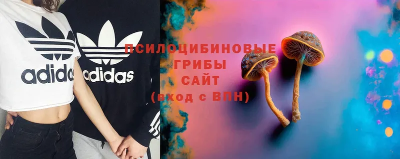 mega   Омск  Галлюциногенные грибы Cubensis 